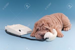 11694048-Sharpei-puppy-arguing-over-the-phone-isolated-on-blue-background-Stock-Photo