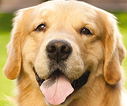 dog-aromatherapy